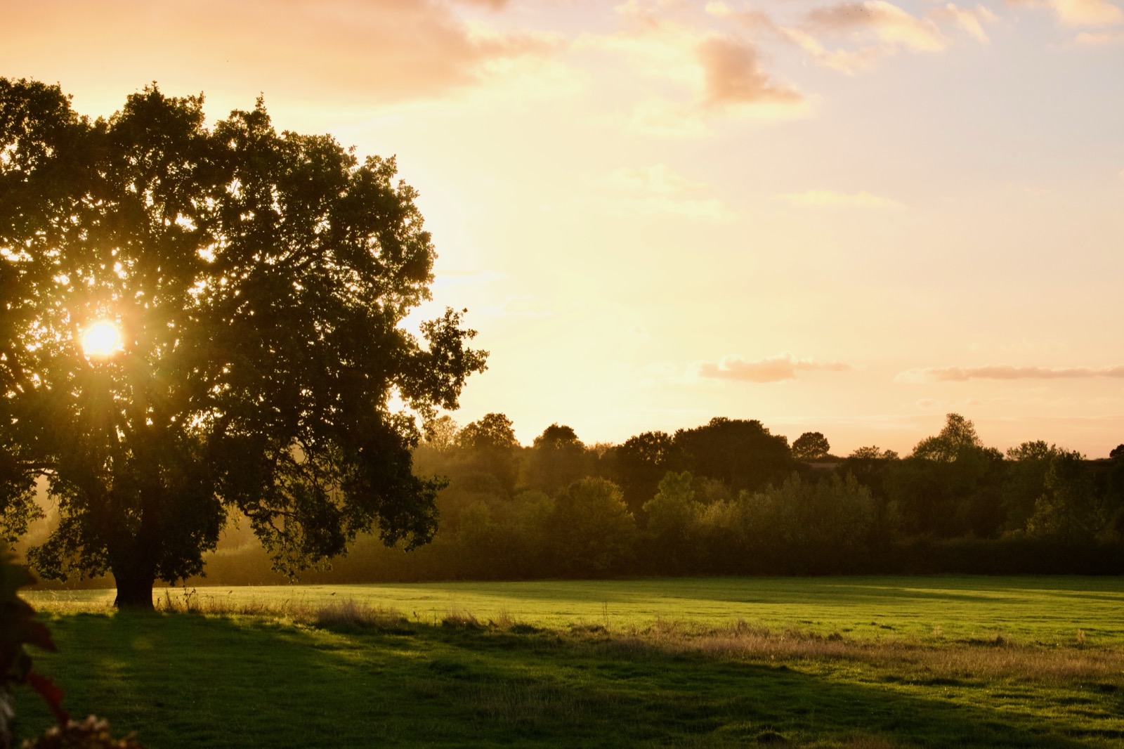 The Appletreewick tree in autumn