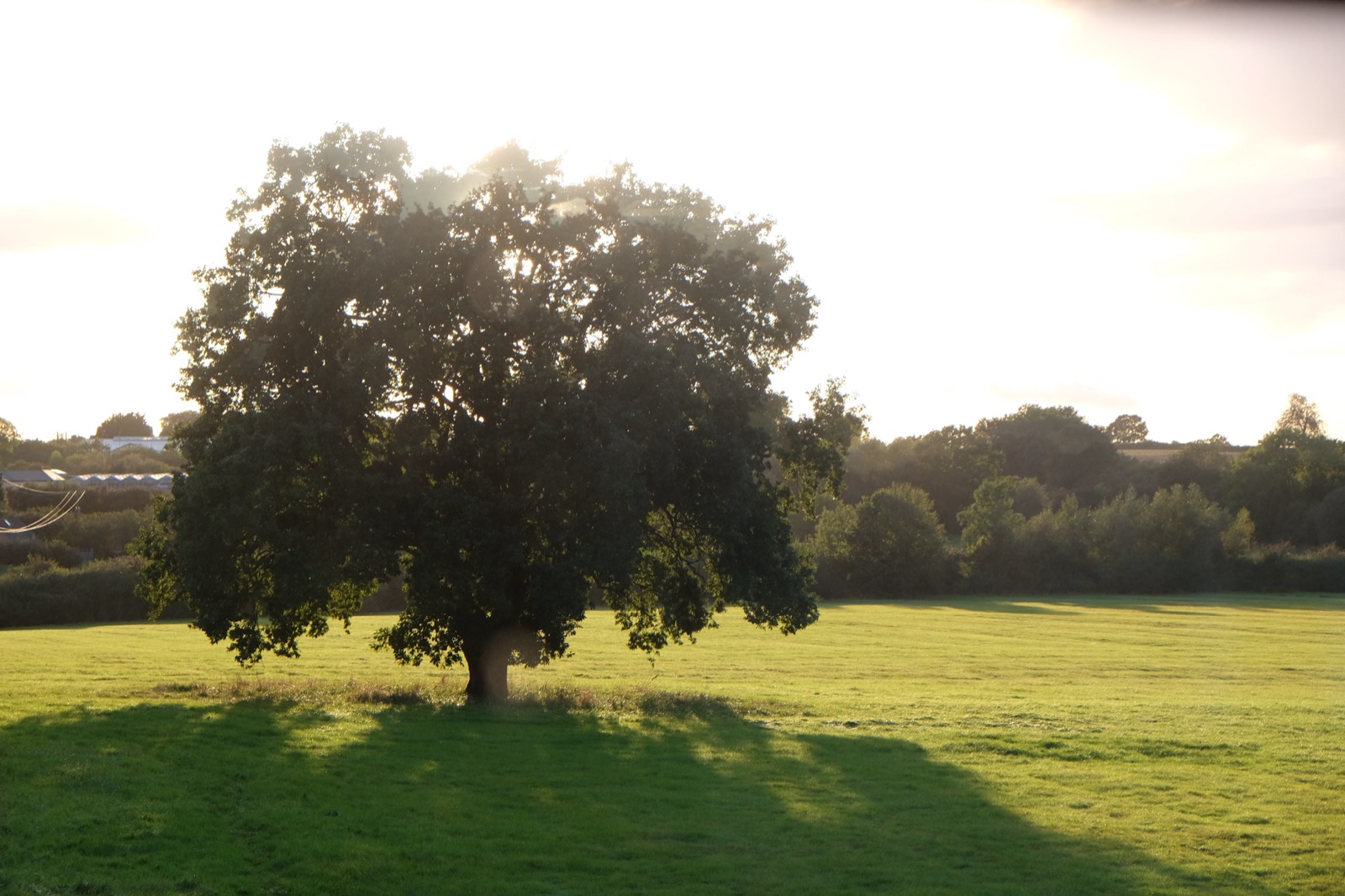 The Appletreewick tree in spring