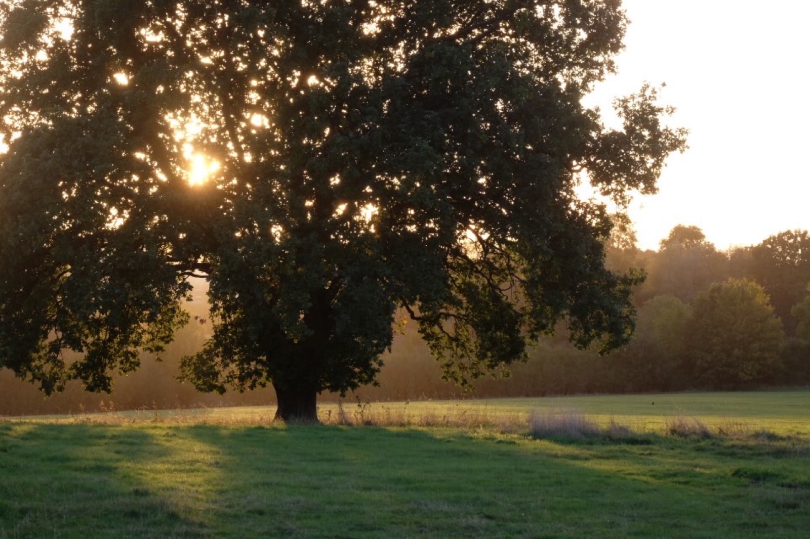 The Appletreewick tree in summer