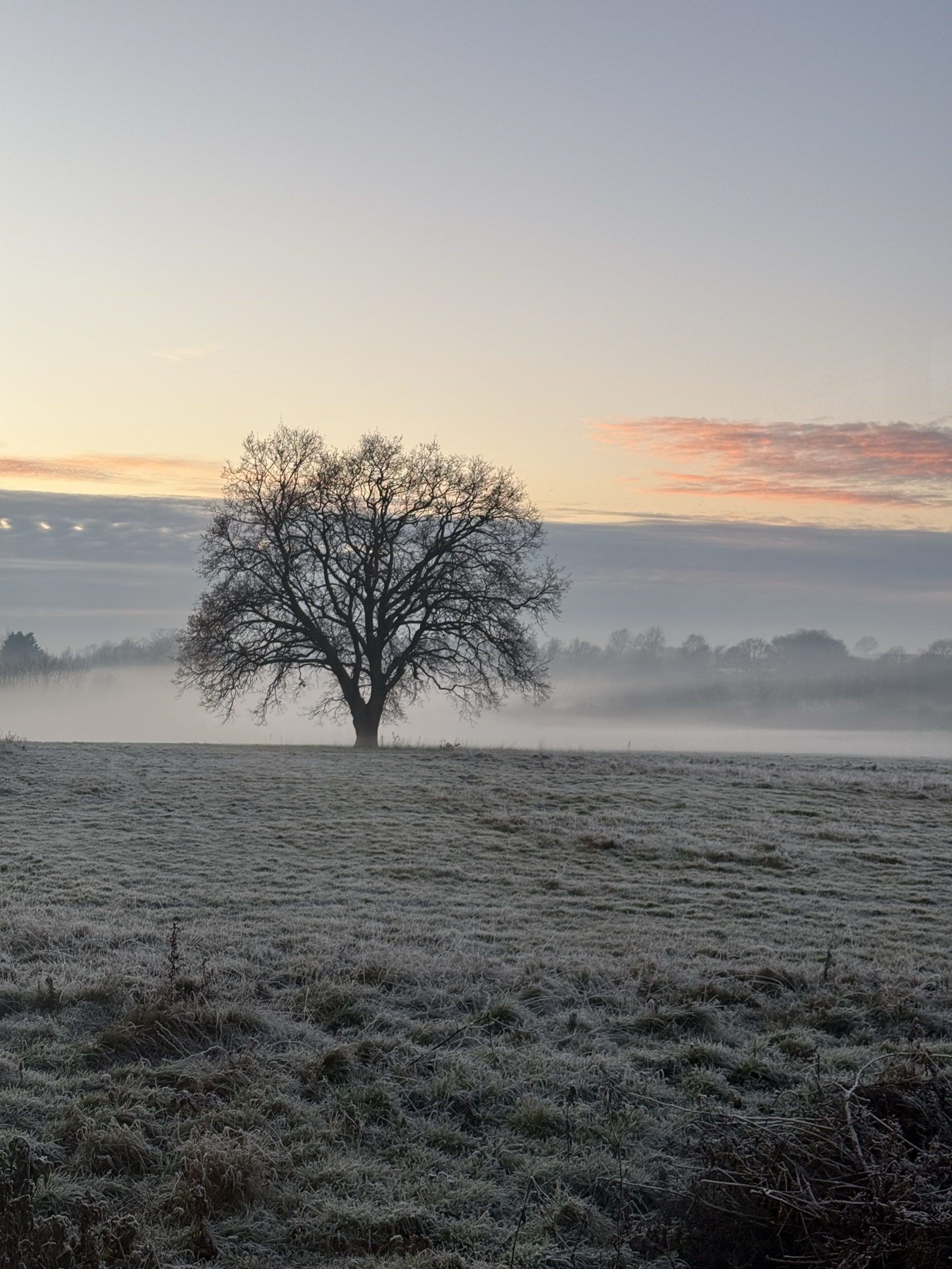 The Appletreewick tree in winter